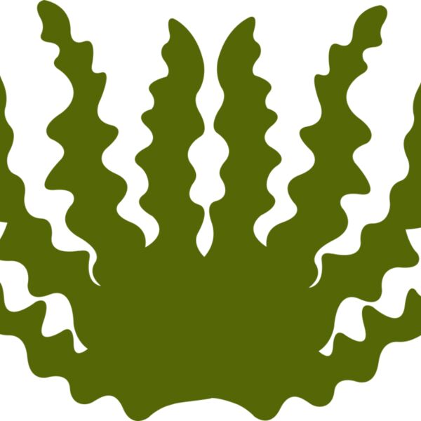 Sea Plant 2 Thumbnail